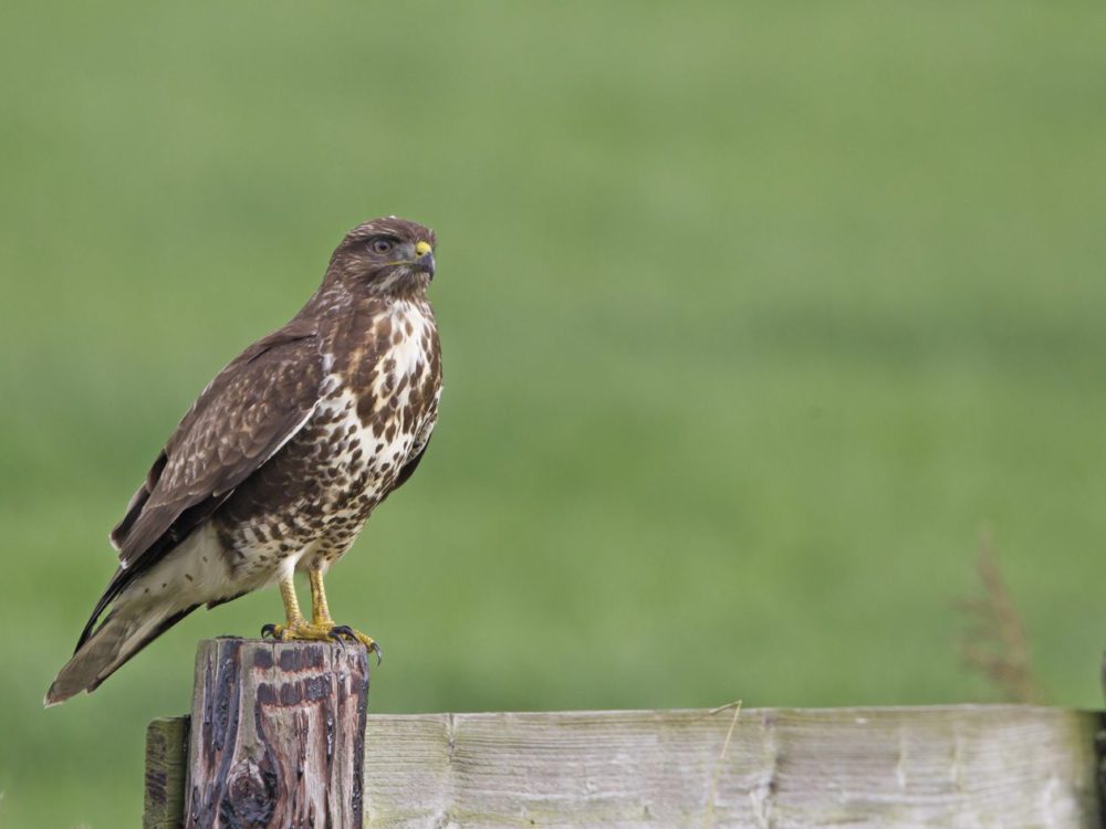 buizerd