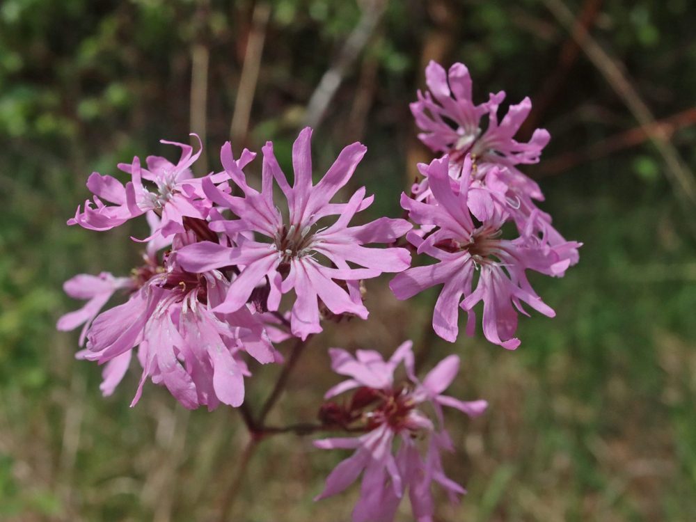 echte koekoeksbloem