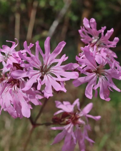 echte koekoeksbloem