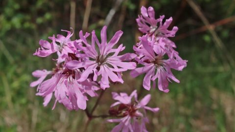 Flora en fauna: Echte koekoeksbloem