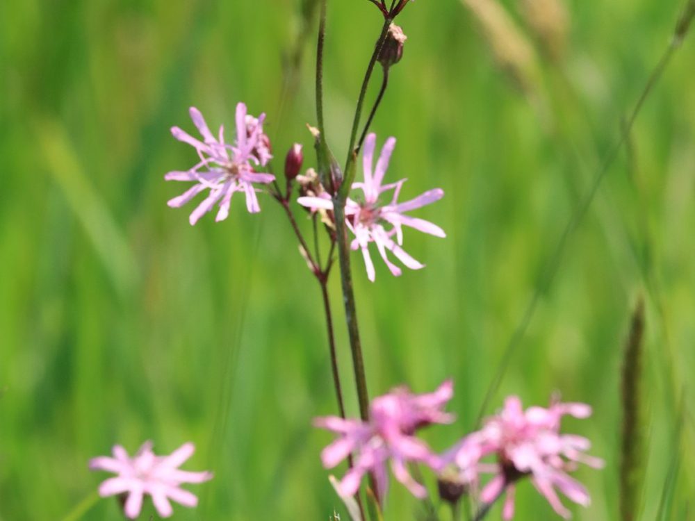 echte koekoeksbloem