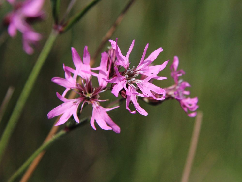 echte koekoeksbloem