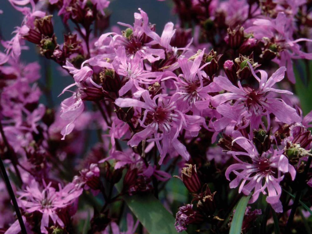 echte koekoeksbloem