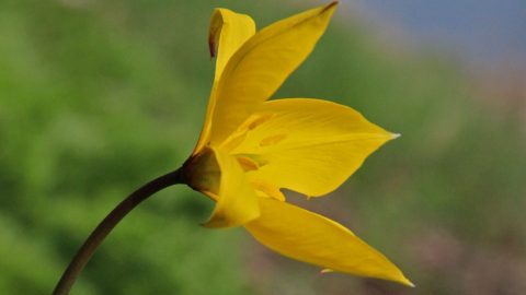 Flora en fauna: Bostulp