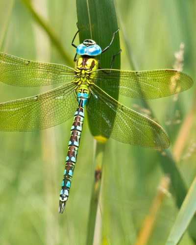 groene glazenmaker