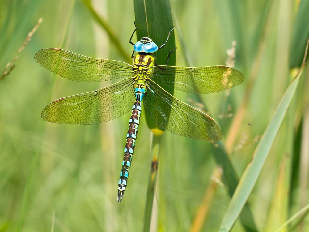 groene glazenmaker
