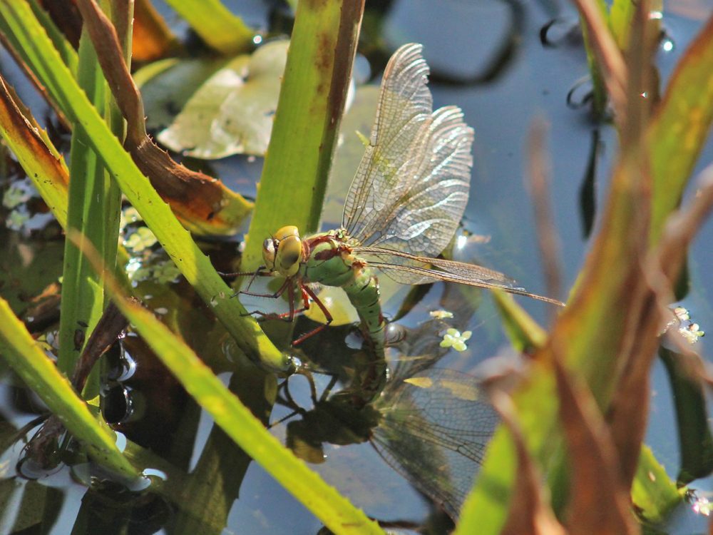 groene glazenmaker
