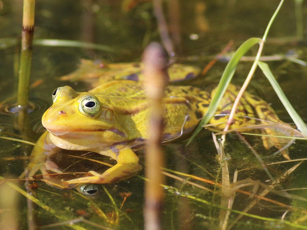 groene kikker