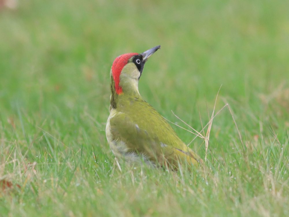 groene specht