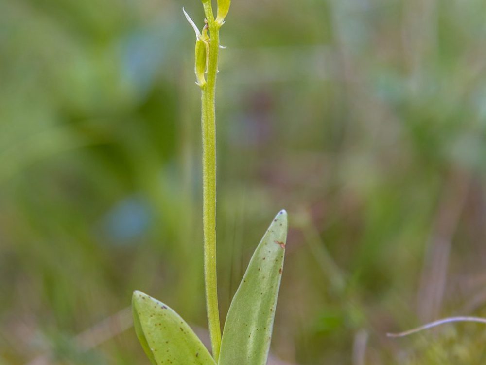groenknolorchis