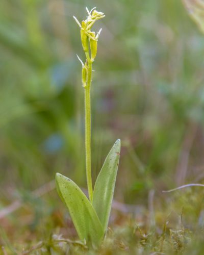 groenknolorchis