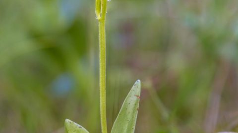Flora en fauna: Groenknolorchis