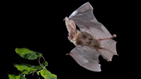 Flora en fauna: Grootoorvleermuis
