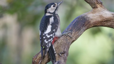 Flora en fauna: Grote bonte specht