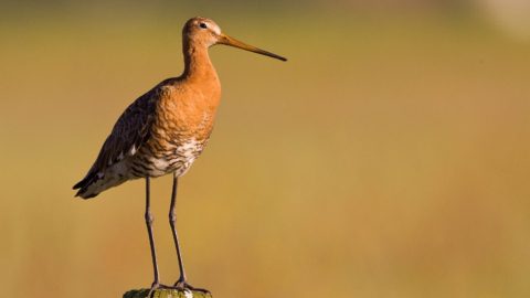 Flora en fauna: Grutto