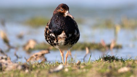 Flora en fauna: Kemphaan