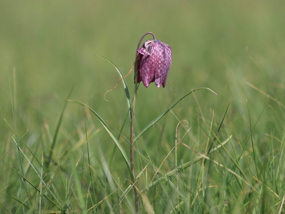 kievitsbloem