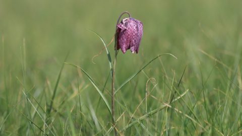 Flora en fauna: Wilde kievitsbloem
