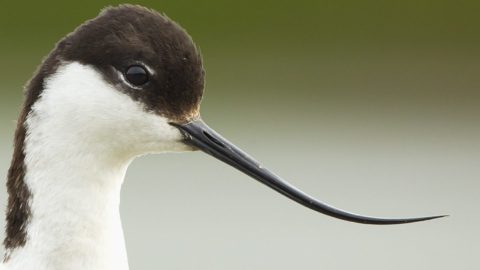 Flora en fauna: Kluut