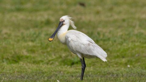 Flora en fauna: Lepelaar