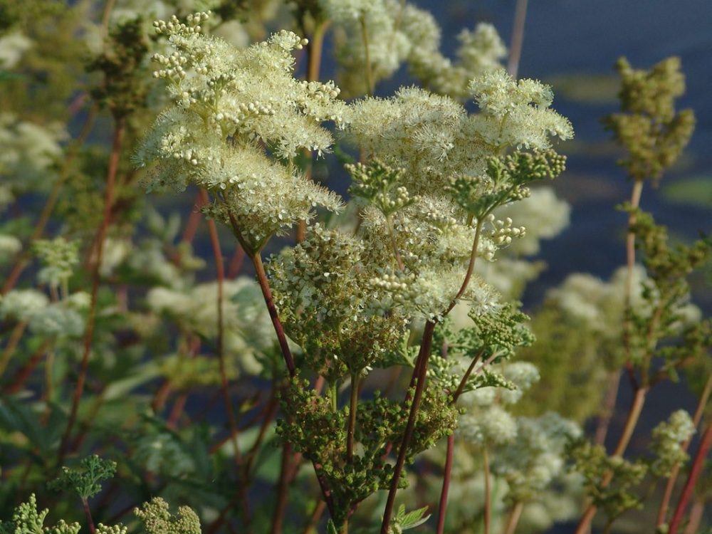 moarasspirea