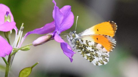 Flora en fauna: Oranjetipje