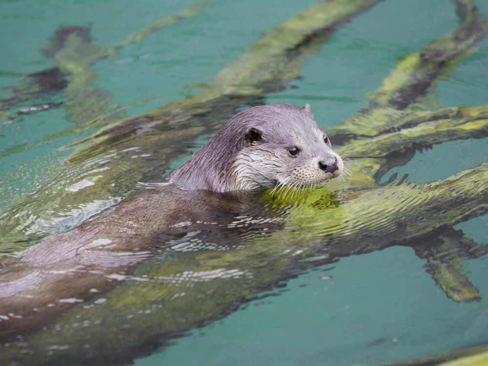 otter