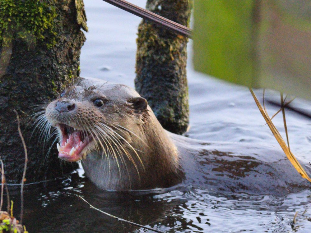 otter