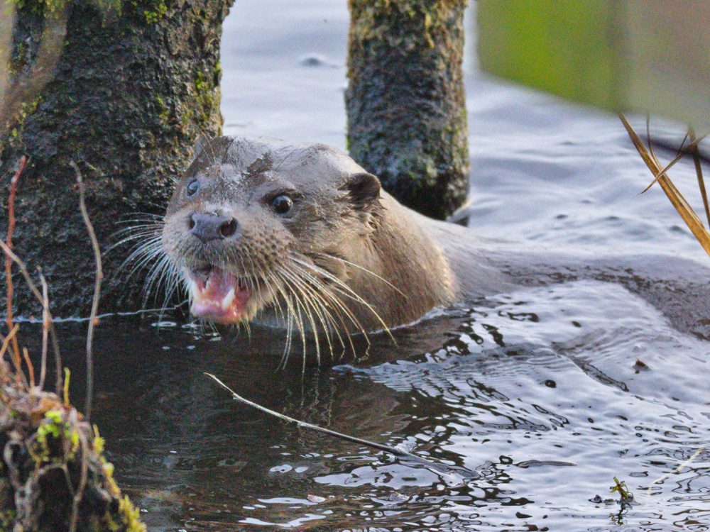 otter