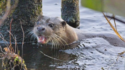 otter