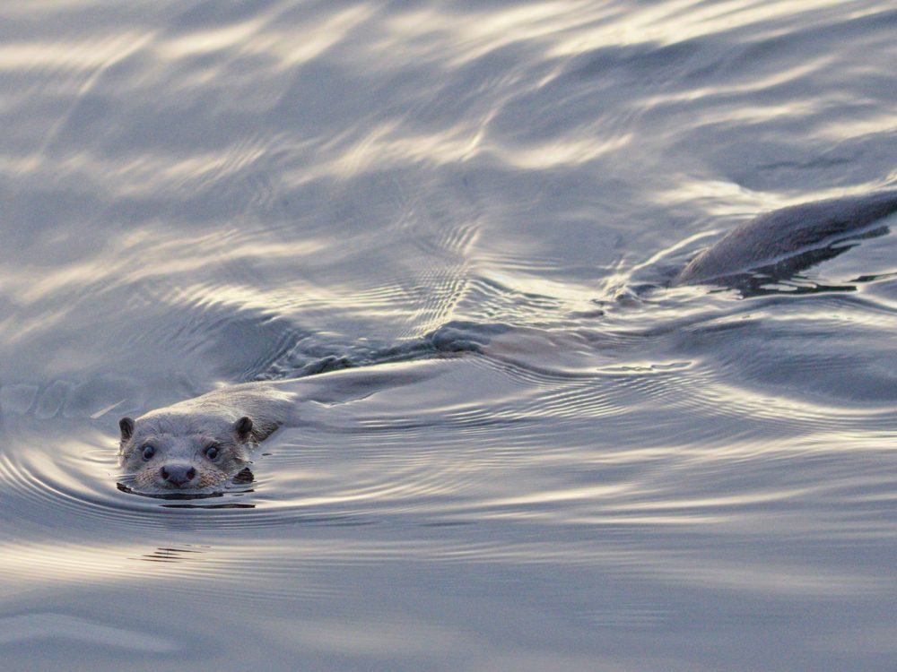 otter