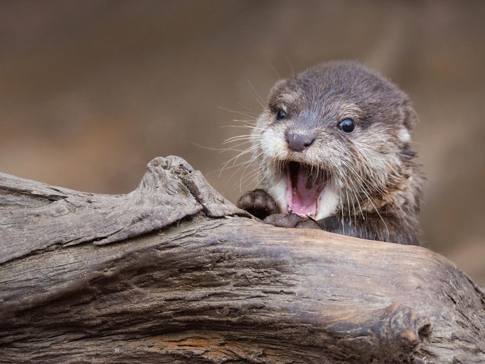 otter