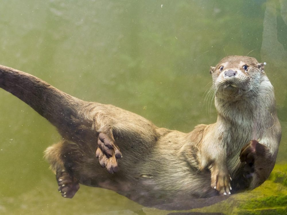 otter