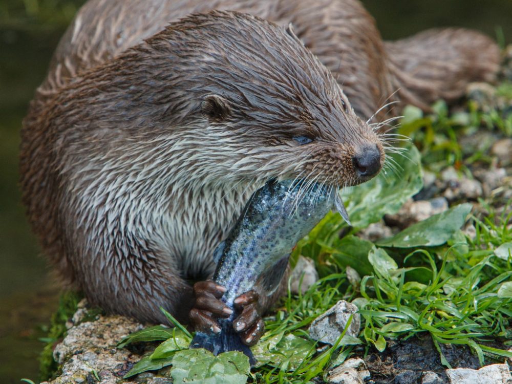 otter