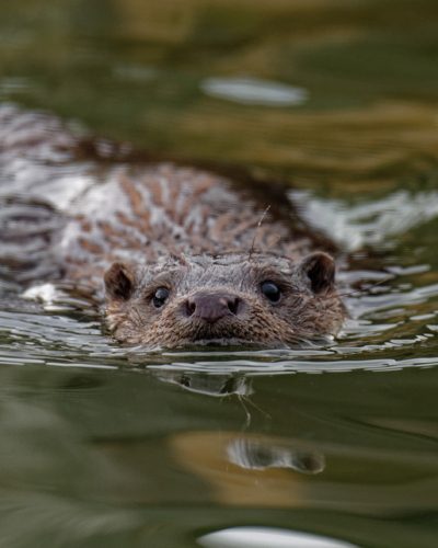 otter