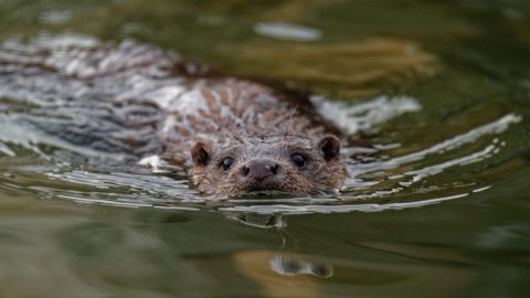 Flora en fauna: Otter