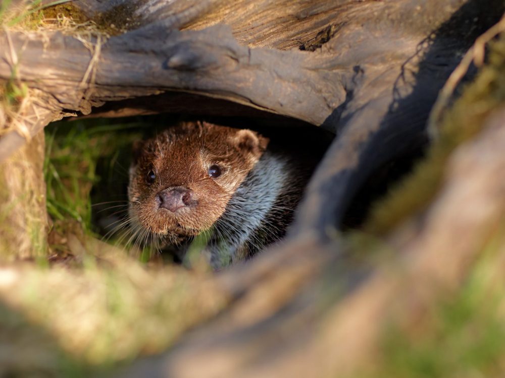 otter