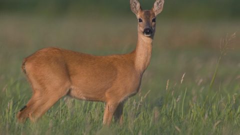 Flora en fauna: Ree
