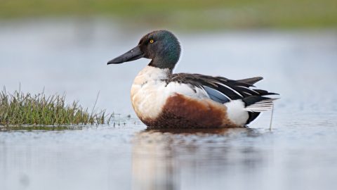 Flora en fauna: Slobeend