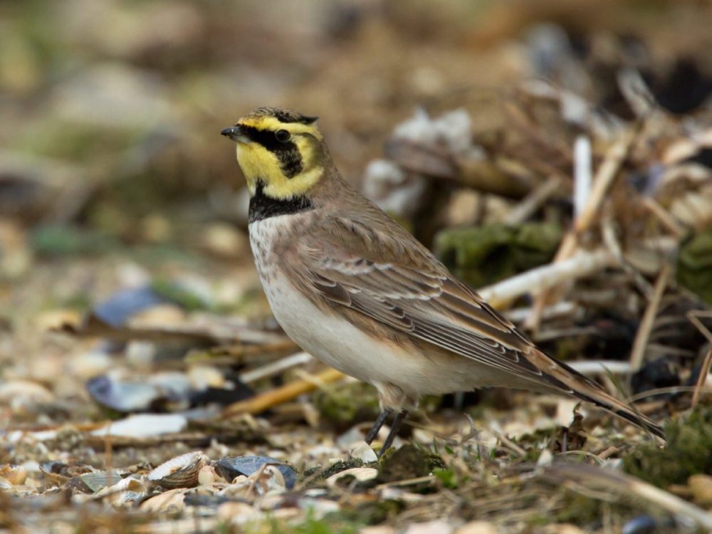 strandleeuwerik