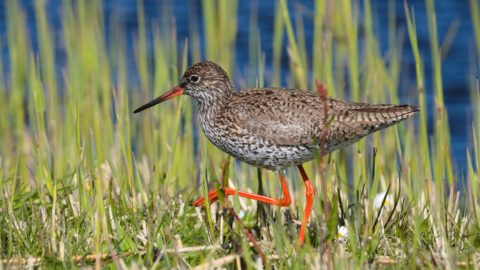 Flora en fauna: Tureluur