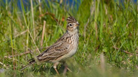 Flora en fauna: Veldleeuwerik