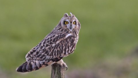 Flora en fauna: Velduil