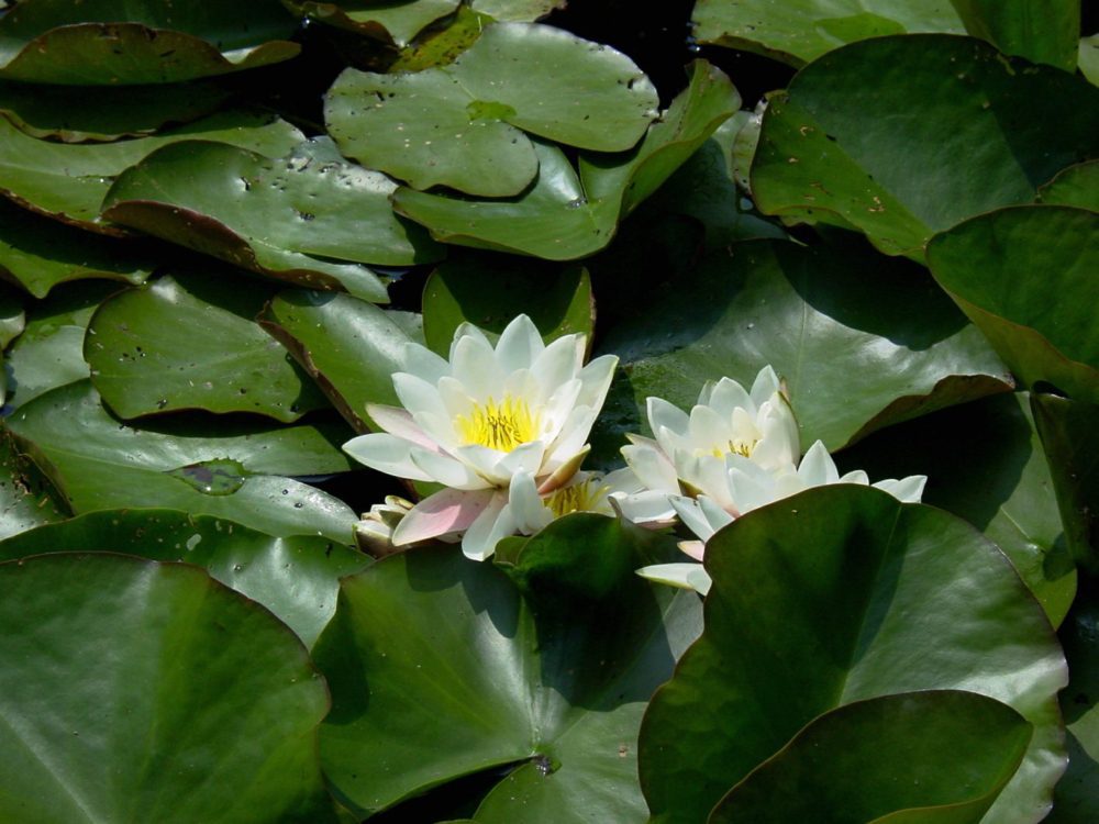 waterlelie