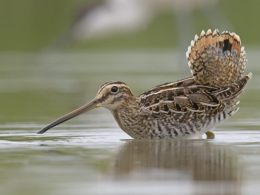 watersnip