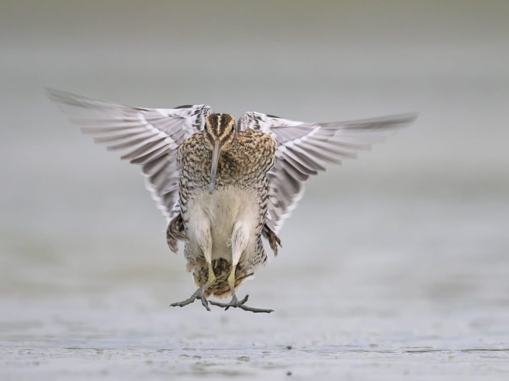 watersnip