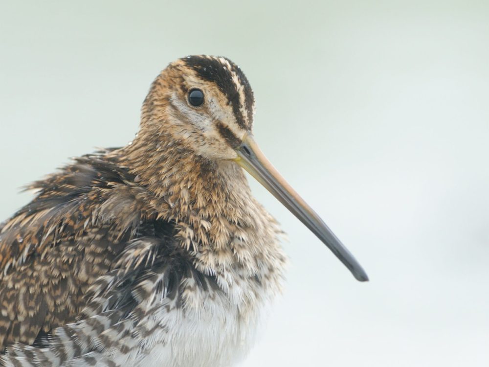 watersnip