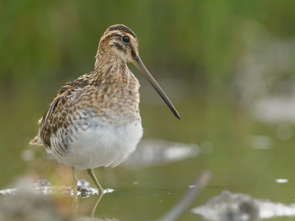 watersnip