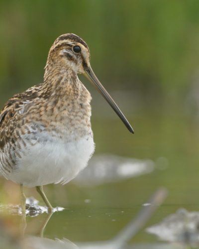 watersnip