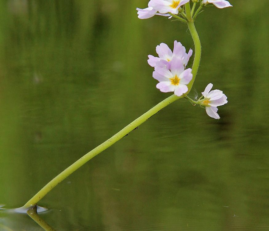 waterviolier